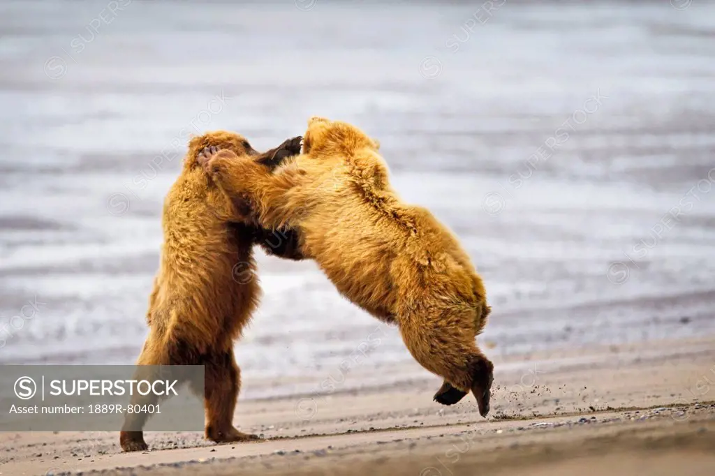 Two brown bears fighting on a beach at lake clarke national park, alaska united states of america