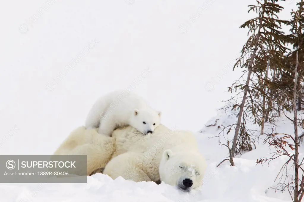 Polar bear ursus maritimus cub rests on her mother´s back at wapusk national park, manitoba canada