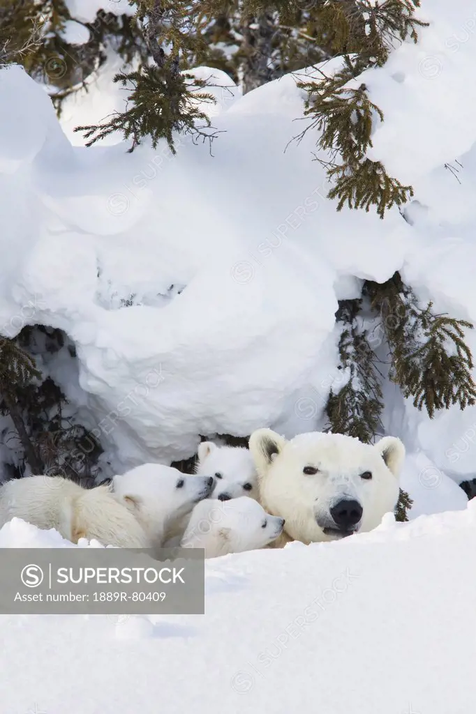 Polar bear ursus maritimus sow and three cubs outside their den at wapusk national park, manitoba canada