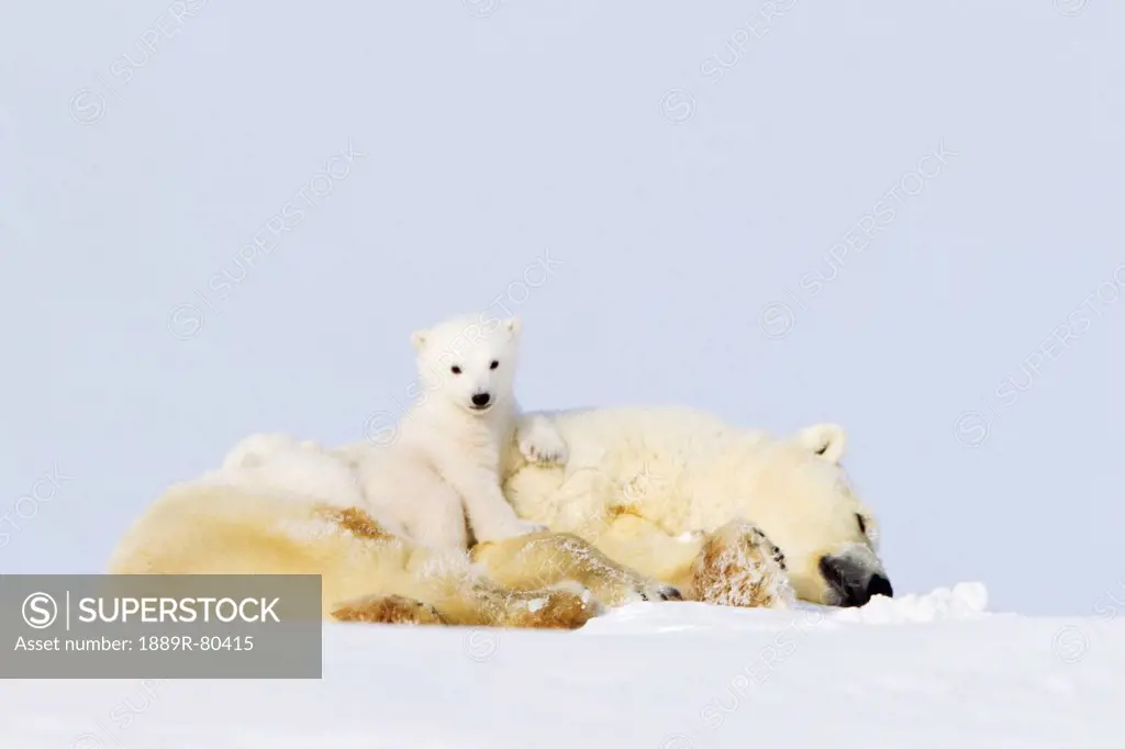 Polar bear ursus maritimus cub sitting on her mother at wapusk national park, manitoba canada
