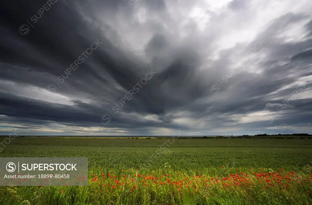 Dark storm clouds over a field with red wildlfowers, northumberland england