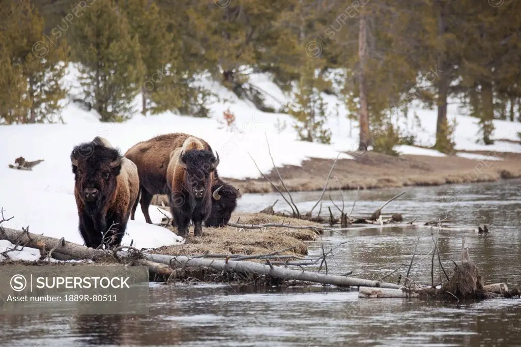 Buffalo walking along the river´s edge in yellowstone national park, wyoming united states of america