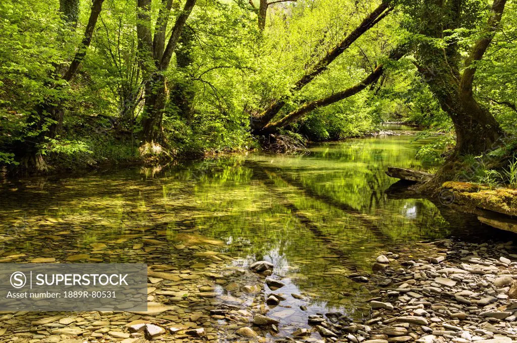 Trees reflected in clear shallow water in a woodland river, zagoria epirus greece