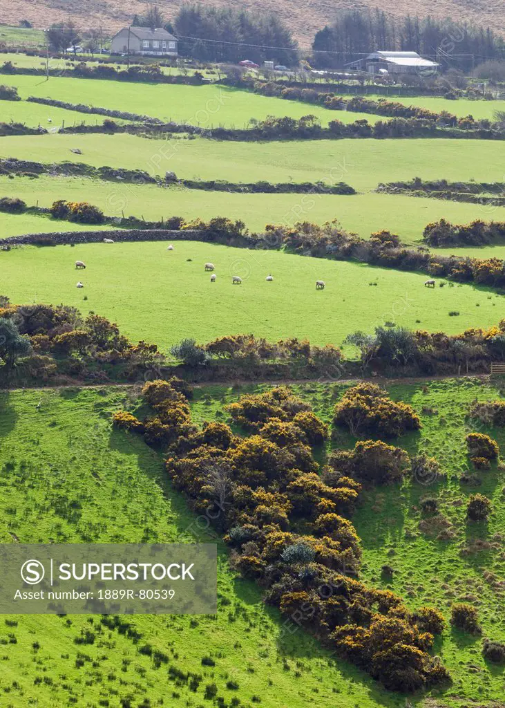 Typical landscape and farmland, dingle peninsula county kerry ireland
