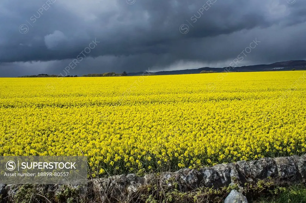 Field of rapeseed, st. andrews scotland