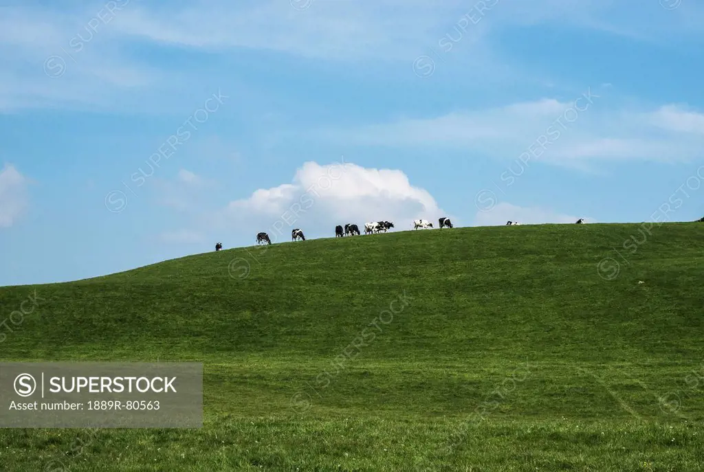 Cows grazing in a field on a hilltop against a blue sky, sedgwick cumbria england
