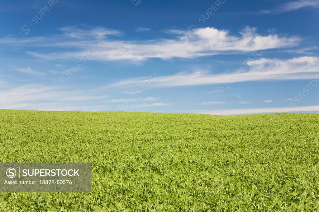 A field of peas with clouds and blue sky esat of airdrie, alberta canada