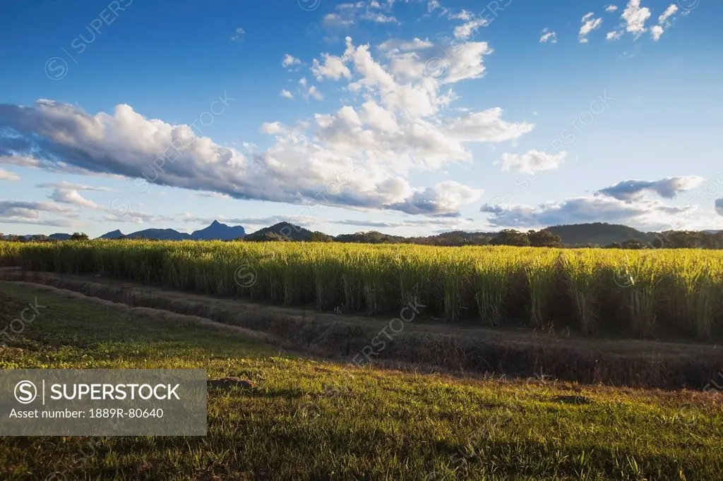 Sugar cane plantations with mount warning national park in background, murwillumba new south wales australia