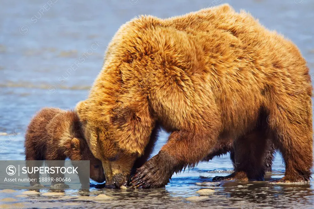 Brown bear sow and cub clamming at lake clarke national park, alaska united states of america