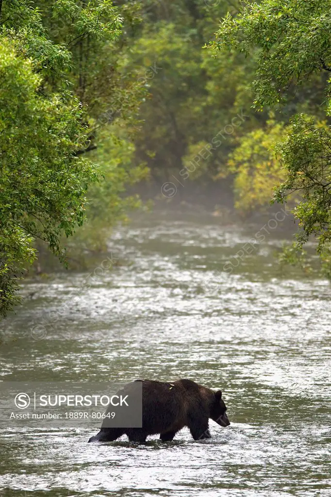 Brown bear in water at fish creek, hyder alaska united states of america
