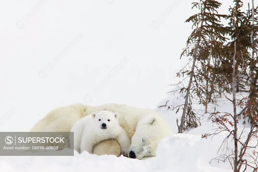 Polar bear ursus maritimus cub rests on her mother´s legs at wapusk national park, manitoba canada