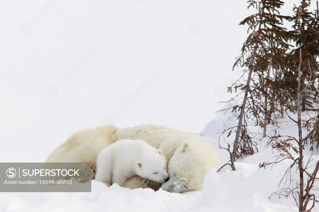 Polar bear ursus maritimus cub kisses her mother at wapusk national park, manitoba canada