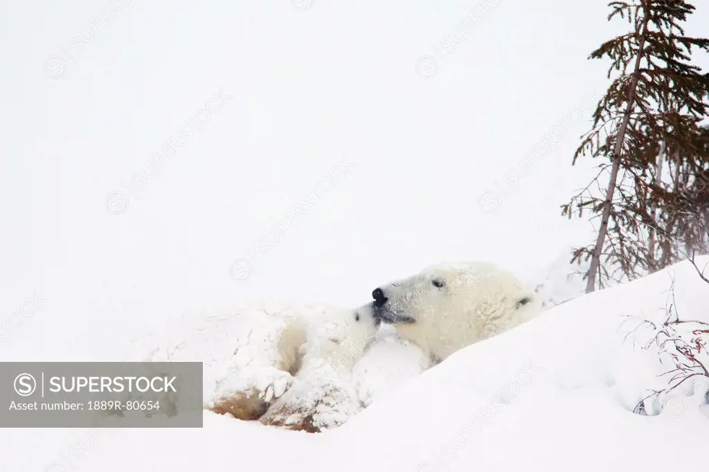 Polar bear ursus maritimus cub kisses her mother at wapusk national park, manitoba canada