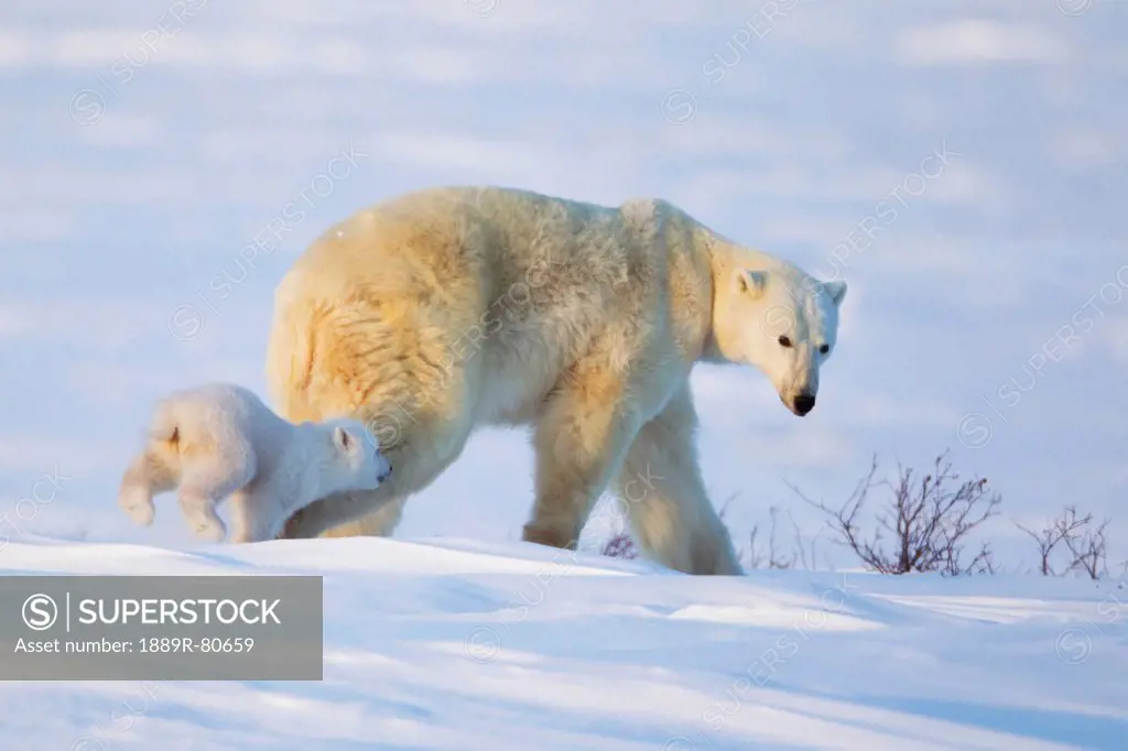 Polar bear ursus maritimus sow and cub traveling at wapusk national park, manitoba canada