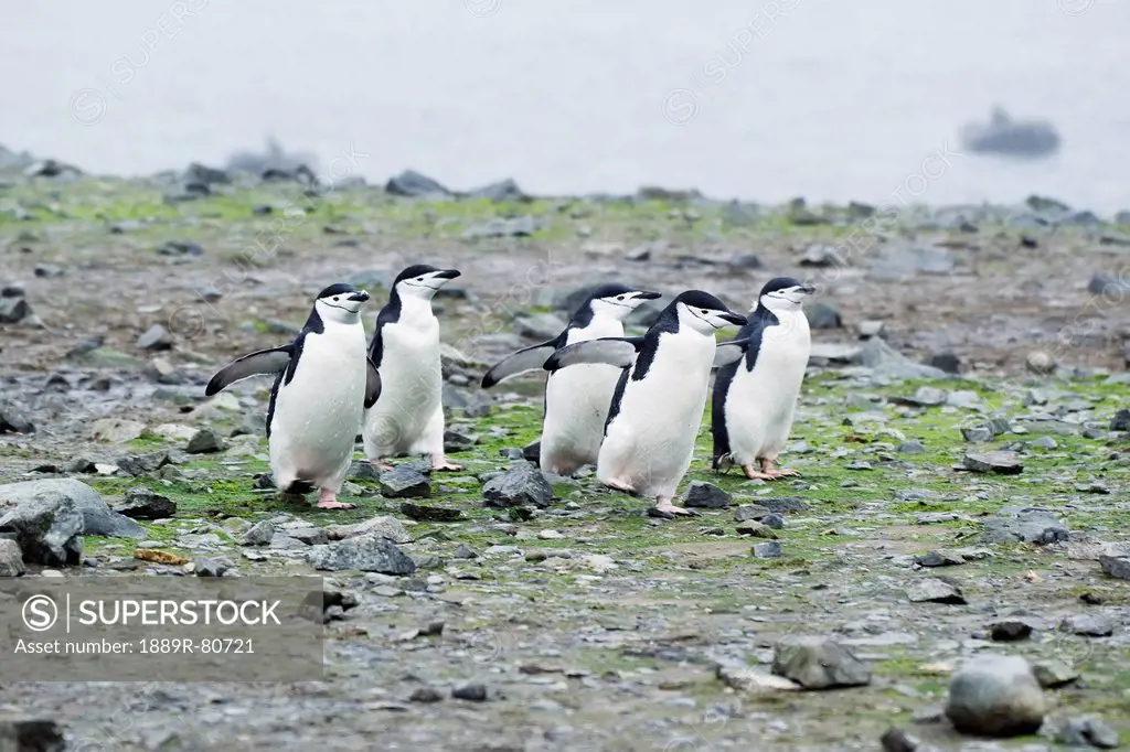 Chinstrap penguins pygoscelis antarcticus, antarctica