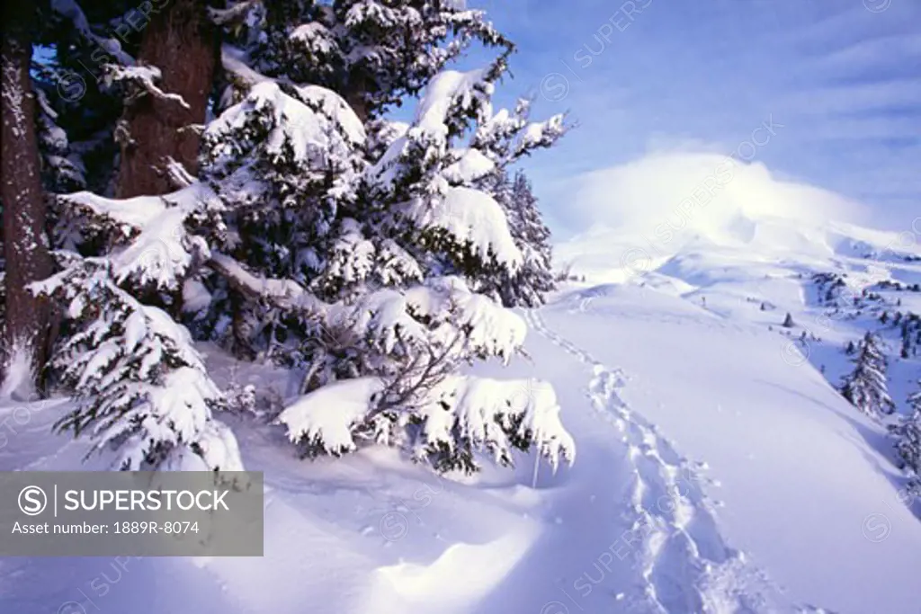 Snowshoe tracks, snow-covered pine tree branches