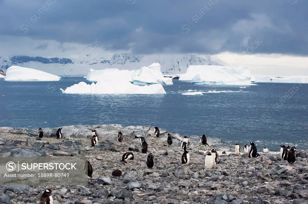 Gentoo penguins pygoscelis papua, antarctica