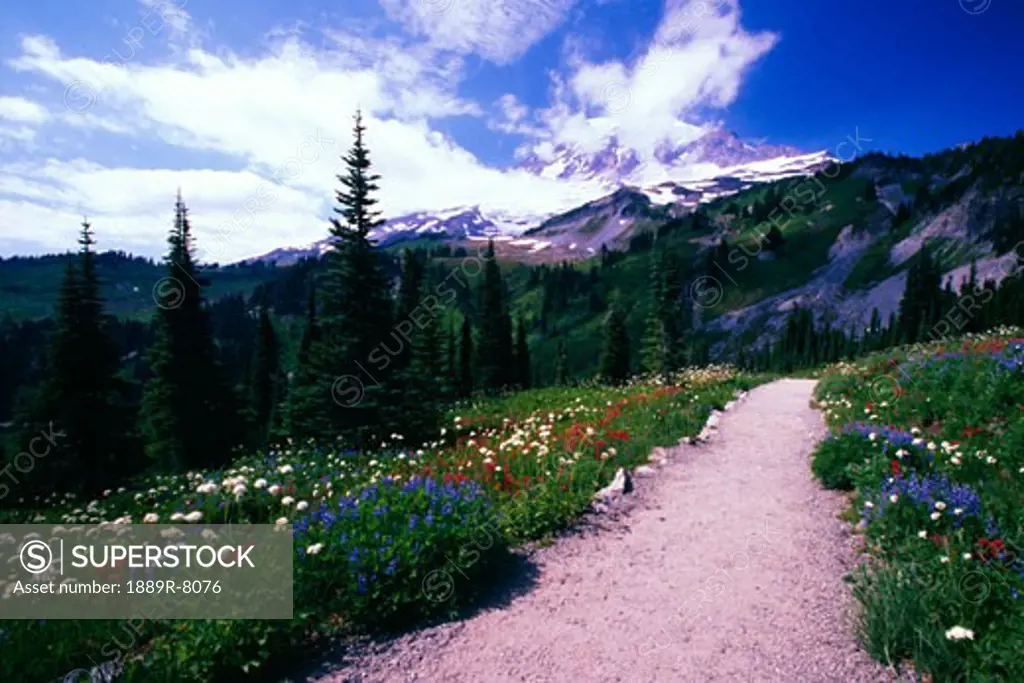 Gravel path through blooming wildflowers, Paradise Park Valley, Mt Rainier National Park