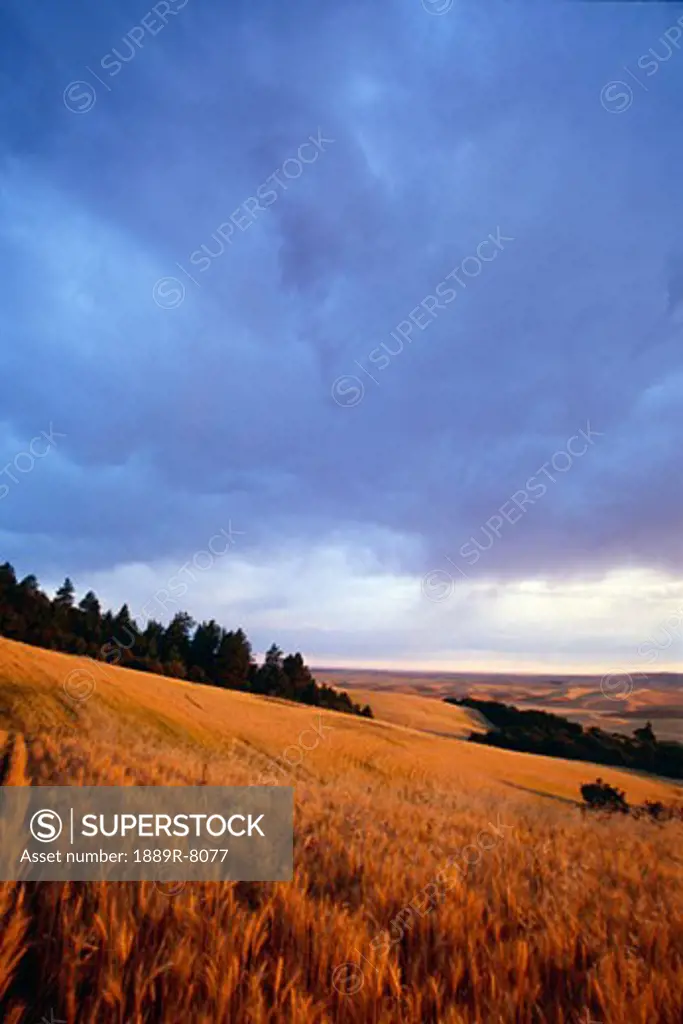 Sunset over wheat field, Steptoe Butte