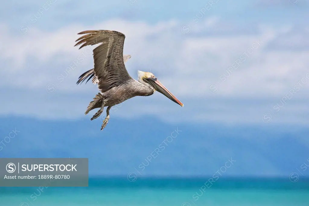 Brown pelican pelecanus occidentalis flying off the beach on the osa peninsula, costa rica