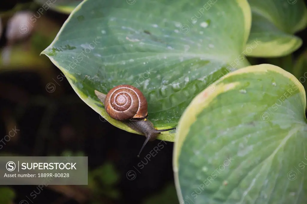 Close up of a snail and it´s shell on a large leaved plant, kelowna british columbia canada