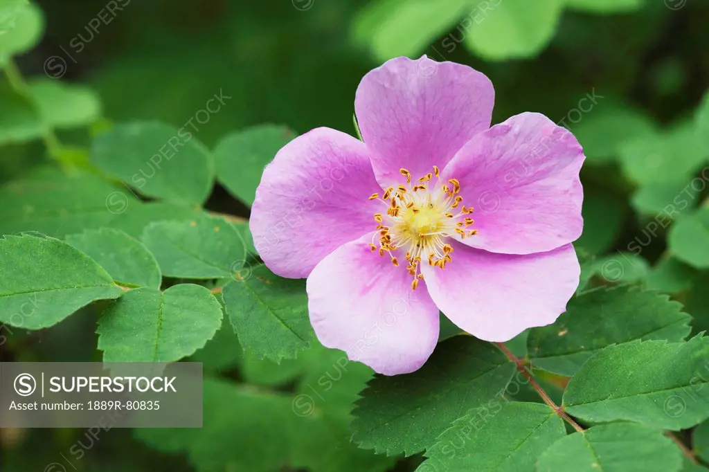 Close up of a single wild rose flower with leaves, calgary alberta canada