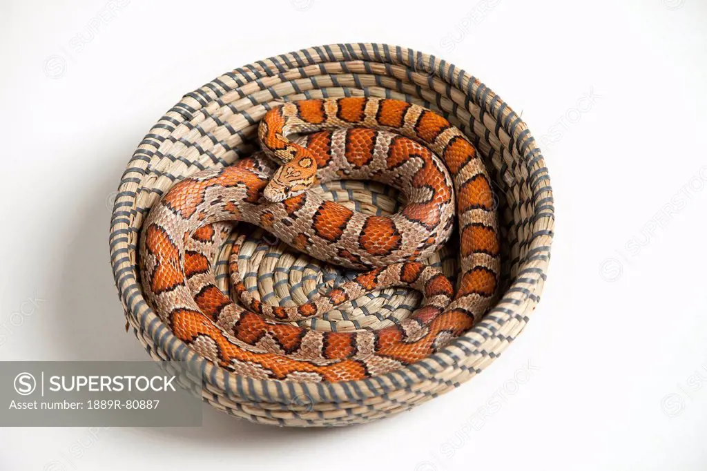 Corn snake pantherophis guttatus guttatus coiled in a basket, spruce grove alberta canada