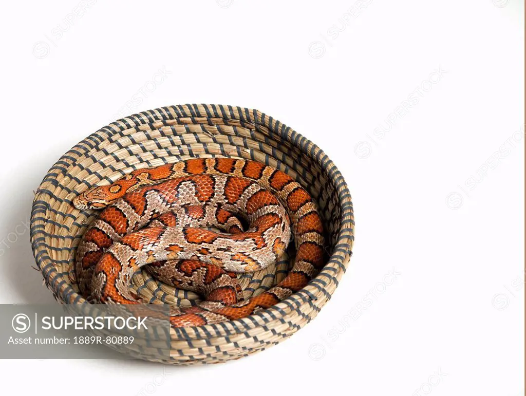 Corn snake pantherophis guttatus guttatus coiled in a basket, spruce grove alberta canada
