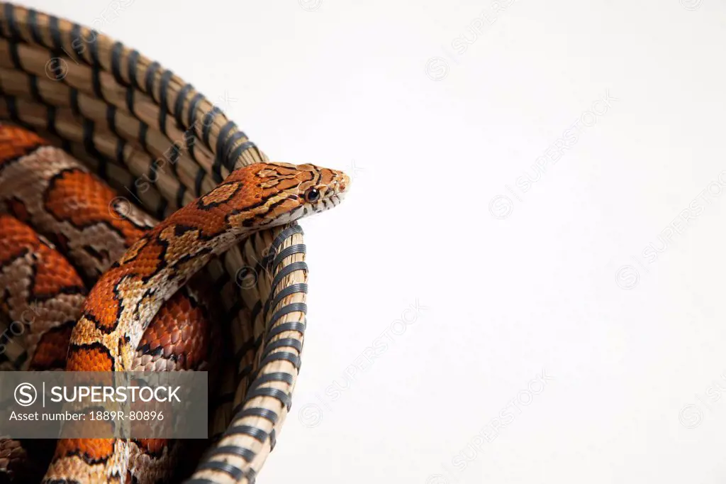 Corn snake in a basket, spruce grove alberta canada