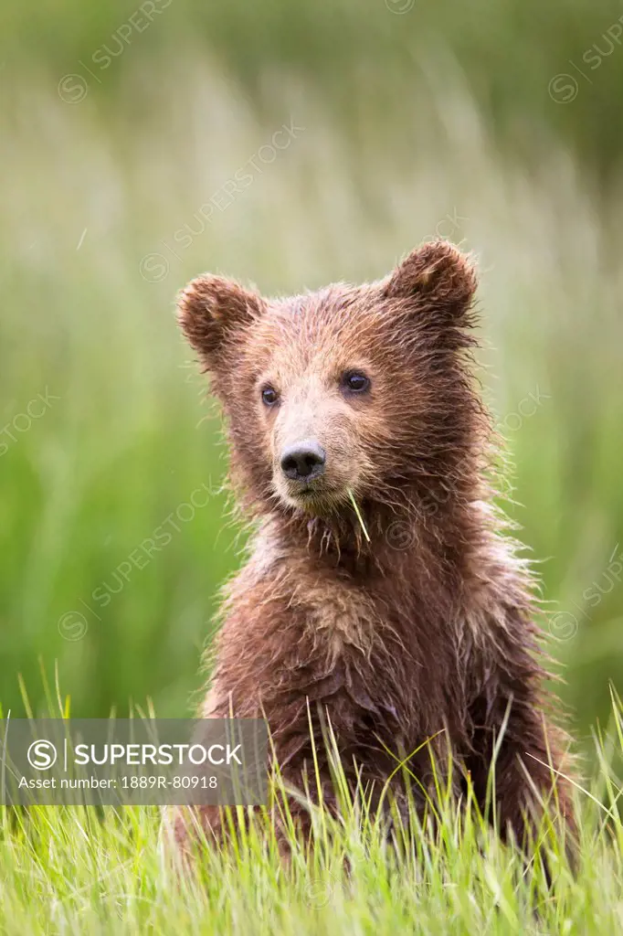 Brown bear ursus arctos cub sticks it´s head up looking for one of it´s two other siblings at lake clarke national park, alaska united states of ameri...