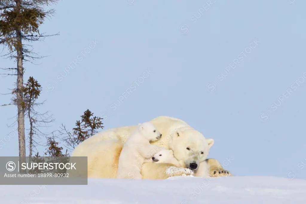 Polar bear ursus maritimus sow and cubs sitting in late afternoon sun at wapusk national park, manitoba canada