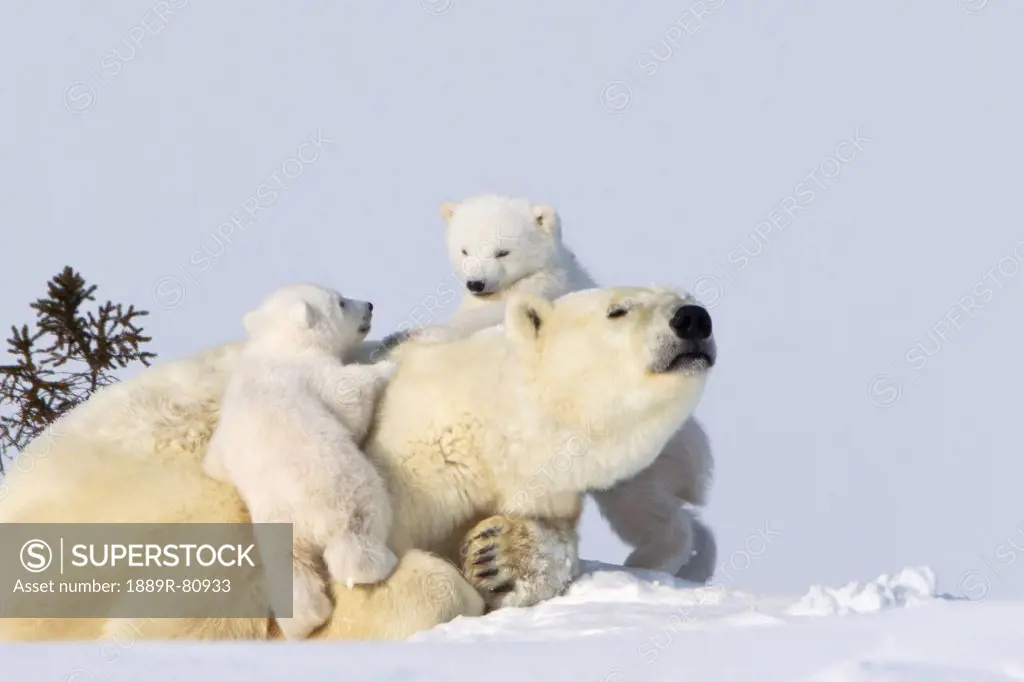Two polar bear ursus maritimus cubs climbing on their mother at wapusk national park, manitoba canada