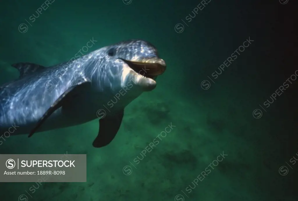 Underwater close-up of smiling bottlenose dolphin