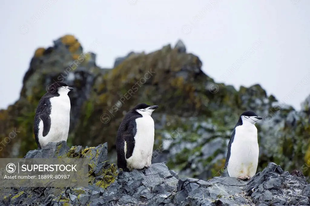 Chinstrap penguins pygoscelis antarcticus, antarctica