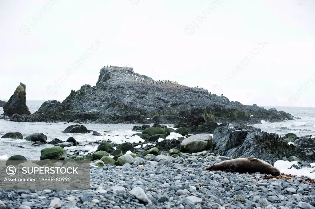 Crabeater seal lobodon carcinophagus, antarctica