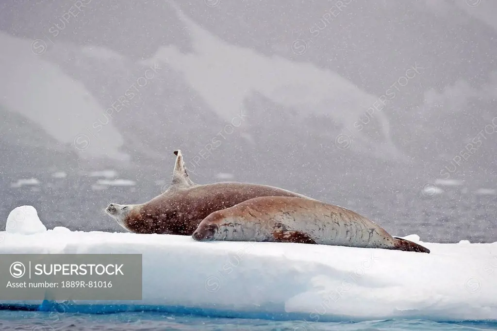 Seals laying on a piece of ice, antarctica