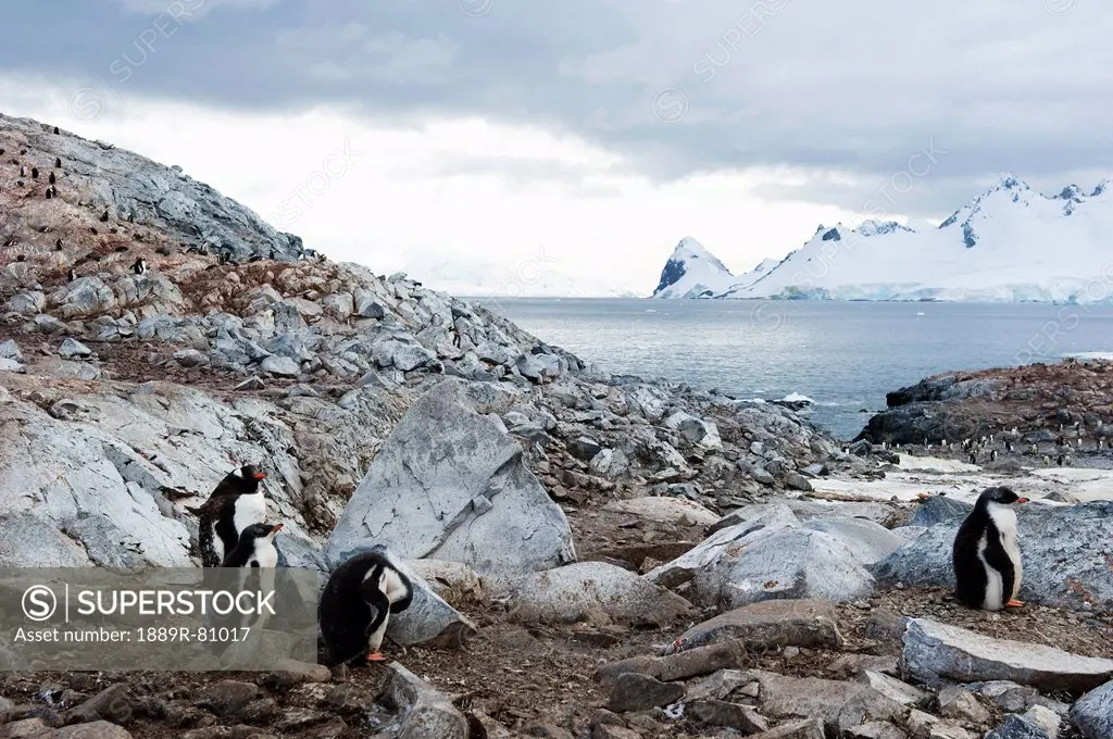 Gentoo penguins pygoscelis papua, antarctica