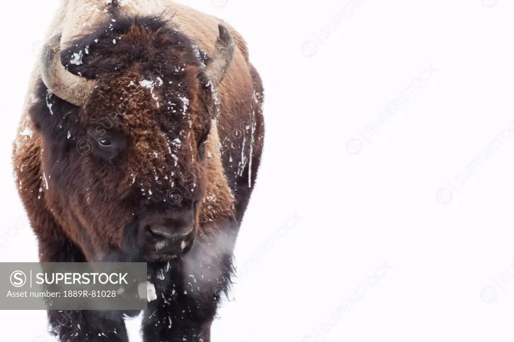 Bison in yellowstone national park, wyoming united states of america