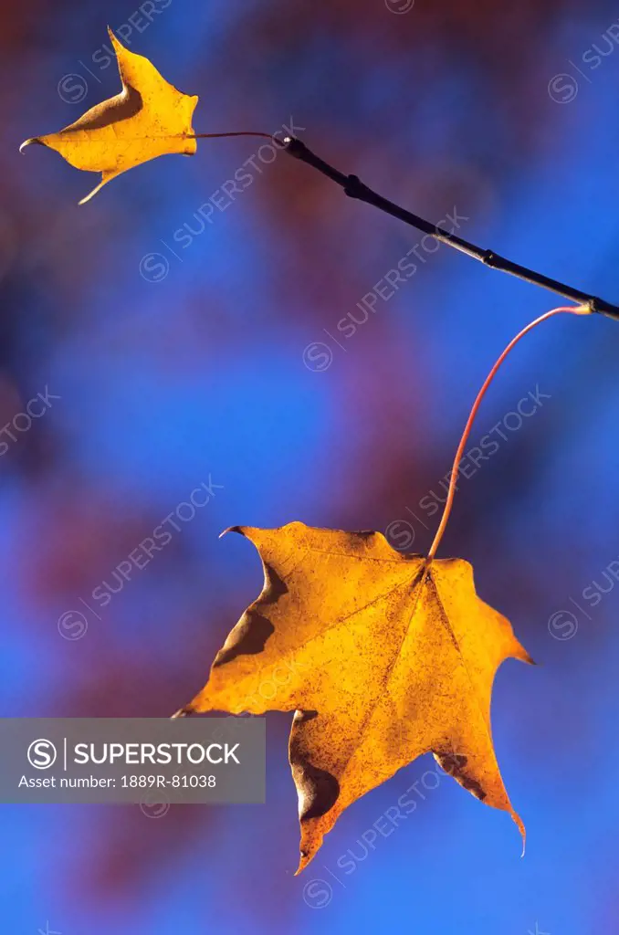 Two dried yellow leaves on a branch in autumn, north yorkshire england