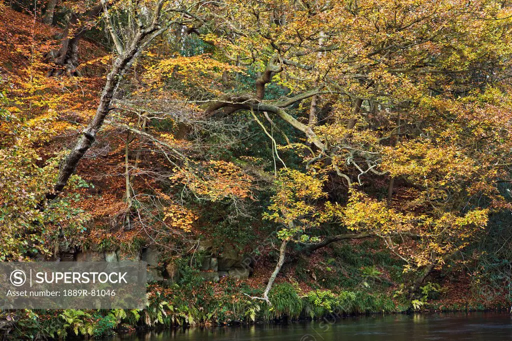 Trees along a river in autumn colours in nidd gorge, nidderdale yorkshire england