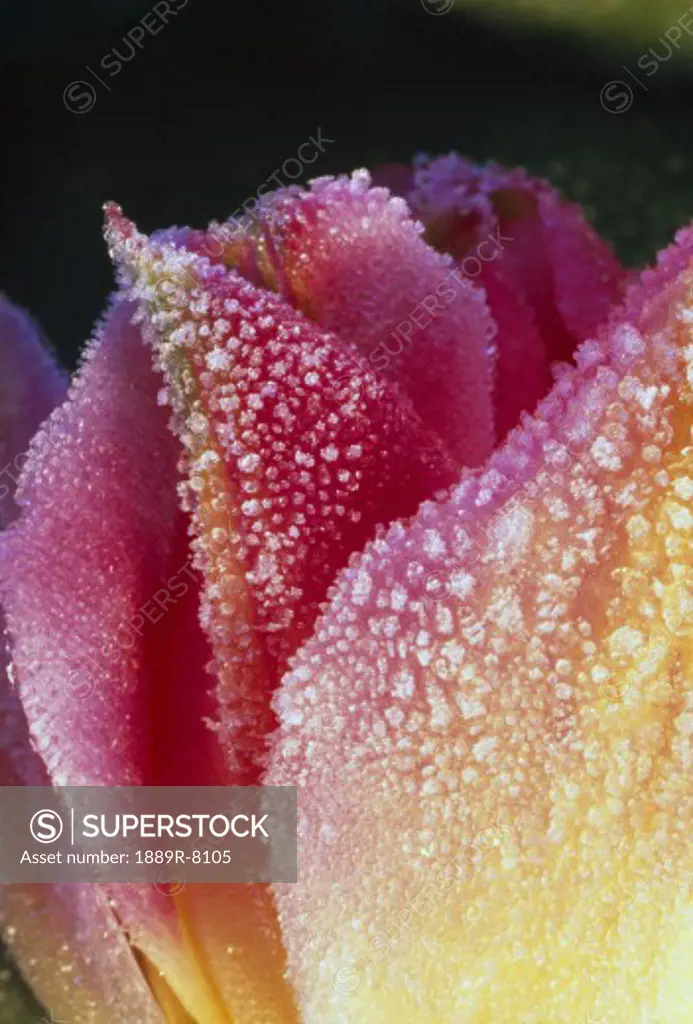 Close-up of tulip blossom petals with dew