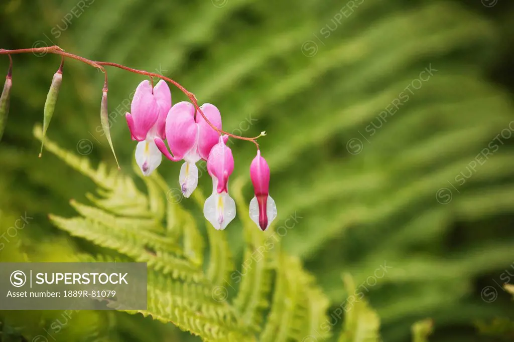 Close up of impatiens flowers and ferns in the background, kelowna british columbia canada