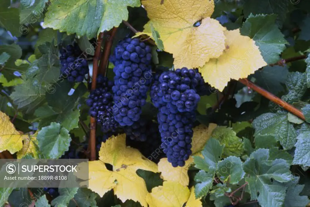 Close-up of ripe, wine grapes and leaves