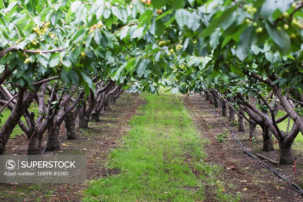 A canopy of rows of cherry trees in an orchard, kelowna british columbia canada