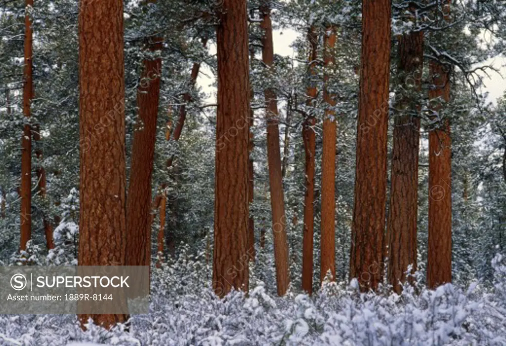 Snow on ponderosa pine trees.