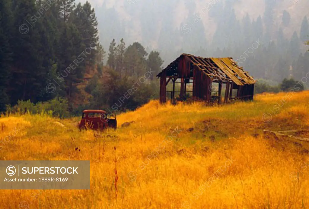 Tall grass, abandoned homestead with truck, in autumn mist
