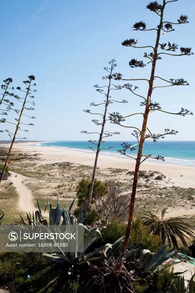 Tall plants growing along a path by the beach, conil de la frontera, andalusia, spain