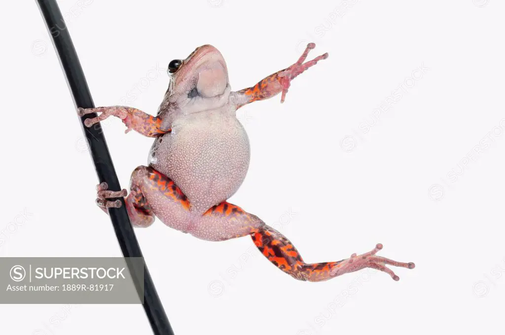 Frog dancing in the rain on a pole, alberta, canada