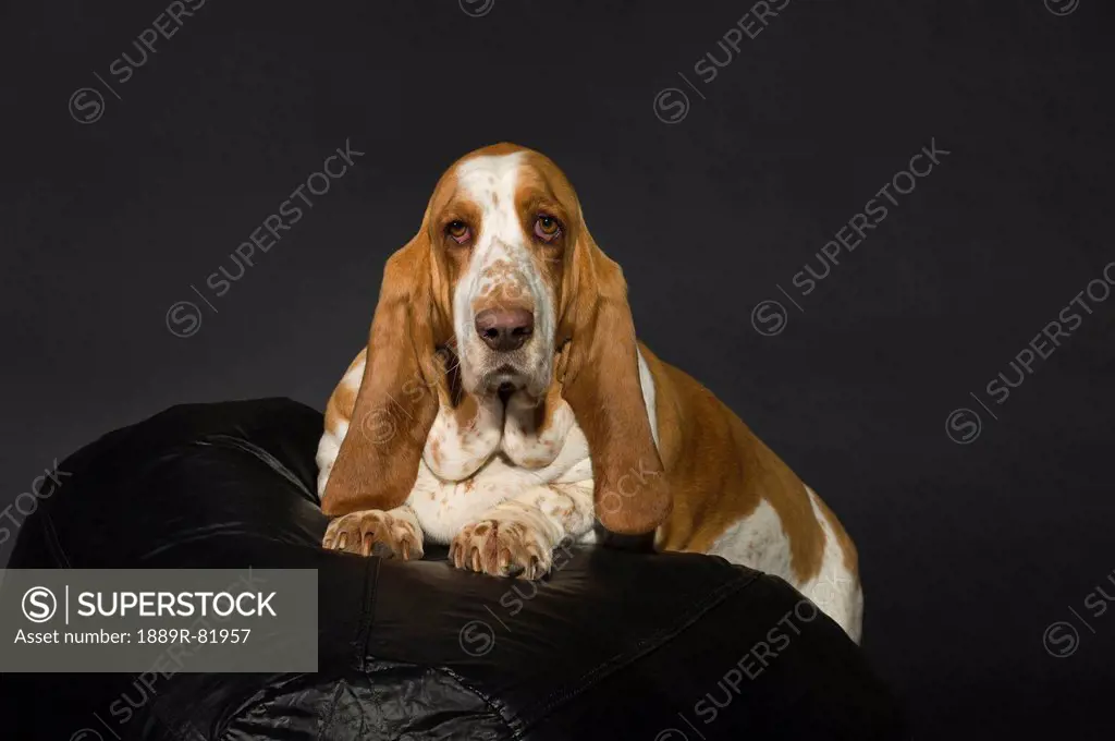 Bassett hound on a black cushion and background, st. albert, alberta, canada