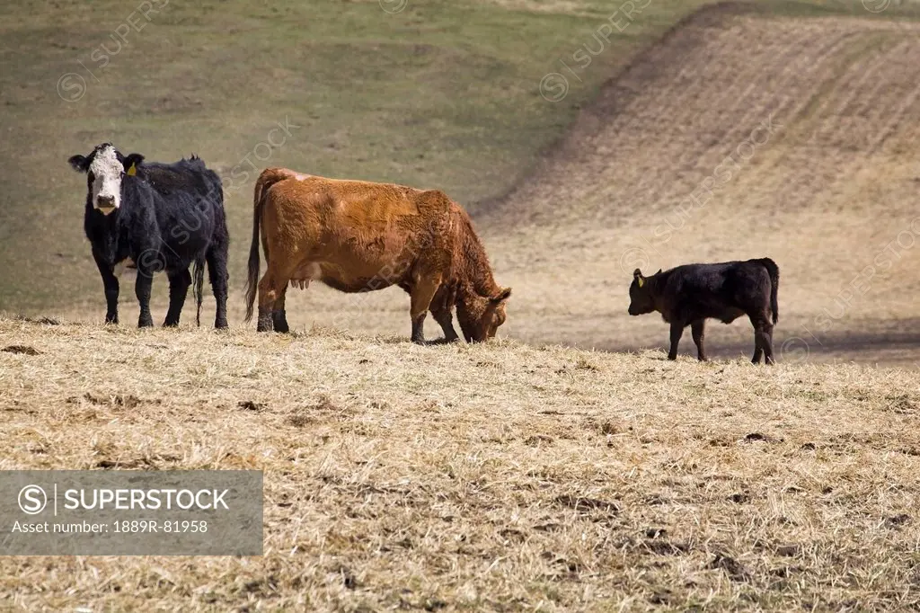 Cattle grazing in stubble field with new born calf in the springtime, alberta, canada